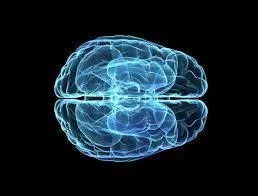 Quel est le poids du cerveau humain ?