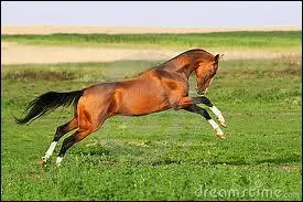 L'Akhal-Téké est connu pour :