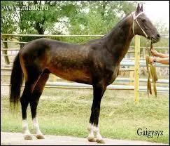 Un Akhal-Téké peut être louvet.