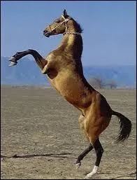 Un Akhal-Téké est :