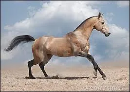 L'Akhal-Téké est l'emblème de son pays natal.