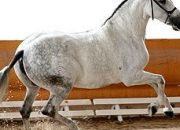 Quiz Races de chevaux : andalou ou pure race espagnole
