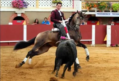 Dans les corridas espagnoles, les toreros montent des chevaux andalous.