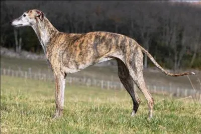 Comment s'appelle celle-là ?