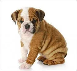 Comment se nomme celle-ci ?