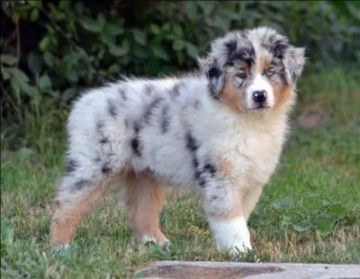 Comment s'appelle cette race-là ?