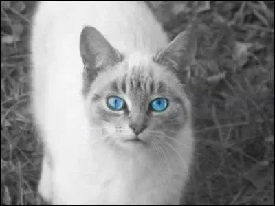 Quel animal a tué Fleur de Saule ?