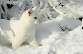 Comment se nomme la mère de Patte de Givre, chaton sourd du Clan du Tonnerre ?