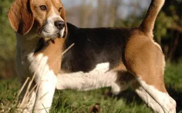 Quiz Races de chiens
