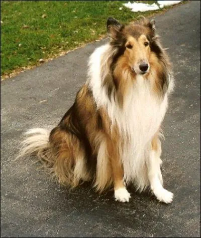 Comment s'appelle cette race de chien ?