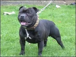 Comment s'appelle cette race de chien ?