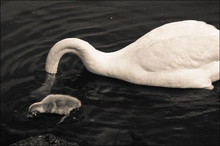 comment s appelle bebe cygne