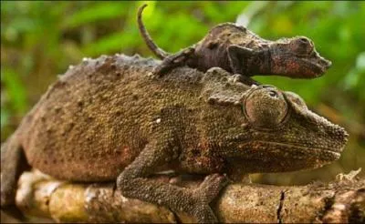 Ces animaux sont des...