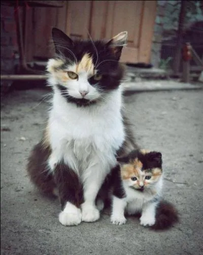 Quelle est la robe de ce chaton tout mignon ?