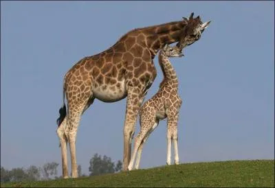 À la naissance, le girafon fait une chute de 2 mètres ! Pourquoi ?