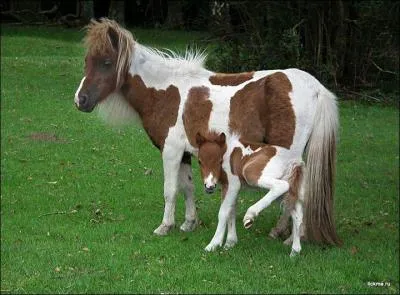 Quelle est la robe de ce poulain et de sa mère ?
