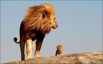 Sur cette photo, il y a un lion, un lionceau... et que manque-t-il ?