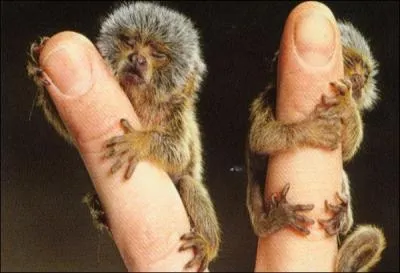 Et le dernier, plus difficile, ce sont des petits...