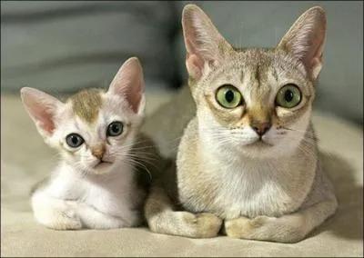 Le chaton est aussi...