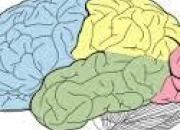 Quiz Le cortex visuel du cerveau