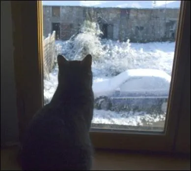 Qui crie par la fenêtre qu'elle a perdu son chat ?