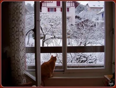 Qui chantait " Si tu me surprends à fermer les fenêtres parce que le bruit des gosses me monte à la tête, tue moi ! " ?