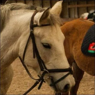 De quelle couleur est cette jument ?