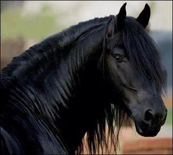 De quelle race est ce cheval ?