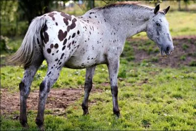 Quelle est la race de mon cheval ?