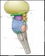 Quelle est cette partie du cerveau ?