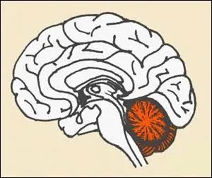 Quelle est cette partie du cerveau ? (en orange)