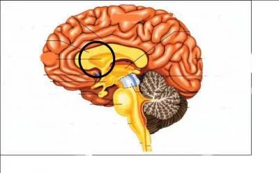 Quelle est cette partie du cerveau ? (entourée)