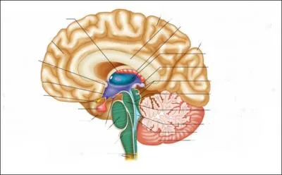 Quelle est cette partie du cerveau ? (en vert)