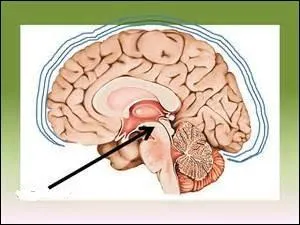 Quelle est cette partie du cerveau ? (montrée par la flèche)