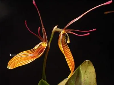 Comment s'appelle cette partie ventrale de la fleur désignée par la flèche ?