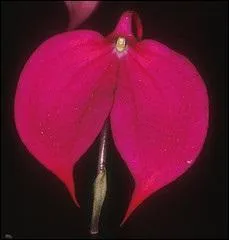 Pourquoi cette orchidée porte-t-elle le nom de "coccinea" ?