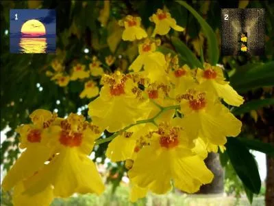 Regardez bien l'orchidée et dites quelle insertion vous lui attribuez, ainsi vous aurez trouvé son nom.