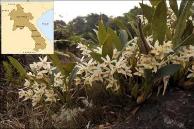 Où la recherche de ces magnifiques orchidées vous a-t-elle conduits ?