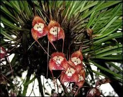 Cette variété d'orchidée existe-t-elle ?