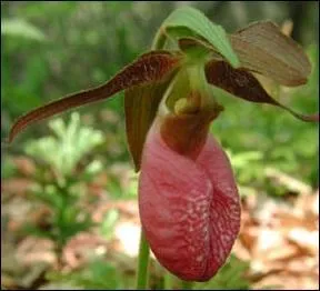 Cette variété d'orchidée est-elle terrestre ?