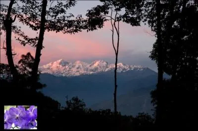 D'où est originaire ce splendide spécimen bleu ?