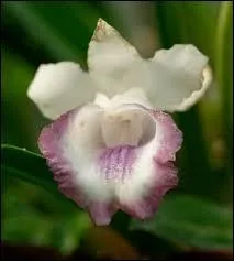 Cette grande fleur dégage un agréable parfum épicé. Sur l'aspect cireux du/des ---- se détachent des rayures violettes.