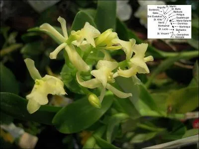 Voilà un spécimen dont les fleurs paraissent translucides. D'où viennent-elles, pour partie, en fonction de l'indice donné sur la carte ?