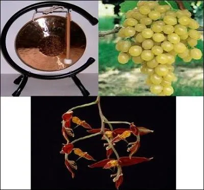 Si elle était instrument de musique elle sonnerait le timbre de ralliement vers un raisin blanc de table.