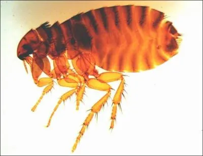 La réponse risque de vous provoquer des démangeaisons, mais je vous l'affirme, la puce a un cerveau !