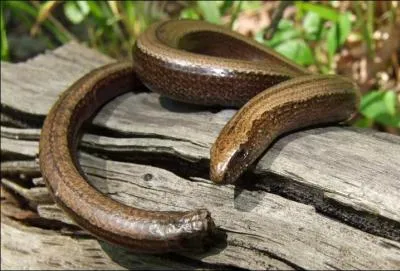 Bien entendu, vous n'ignorez pas que l'orvet est un lézard et qu'il a un cerveau !