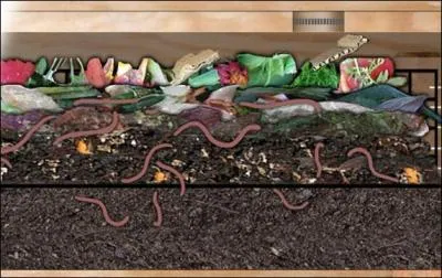 Si je vous dis que le lombric (ver de terre) a un cerveau, c'est que c'est vrai, est ce que j'ai l'habitude de vous raconter des histoires ?