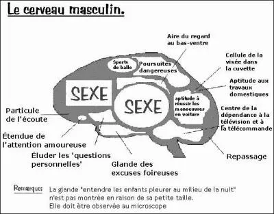 Sur la planète Terre, l'espèce animal qui a le plus gros cerveau par rapport à sa taille est le moineau (attention, l'image n'est que décorative) !