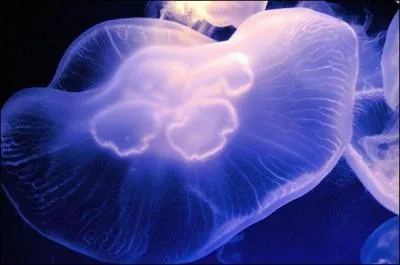 Pas de cerveau, pas de coeur, pas de poumons, pas de sang, c'est vraiment un animal sans queue ni tête, j'ai nommé "la méduse" !