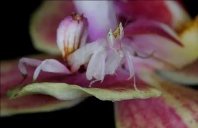 Serial-killer des prairies, la mante religieuse a inspiré le film "Alien", son cerveau est si petit qu'il est surnommé "cerveau primitif" !